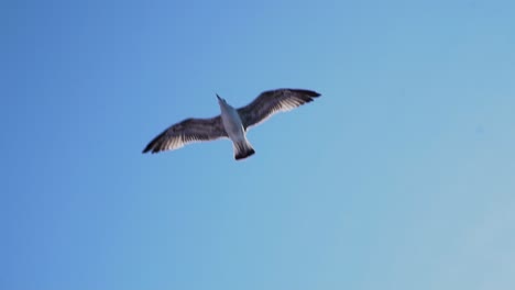 Primer-Plano-De-Una-Gaviota-Volando-Alto-En-El-Cielo.