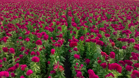 Aerial-video-traveling-across-a-gigantic-velvet-flower-field-in-central-México