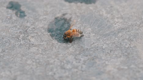 An-injured-honeybee-drinks-water-near-the-swimming-pool