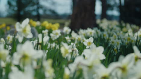 Vast-beds-of-white-and-yellow-daffodils-surrounded-by-evergreen-forrest