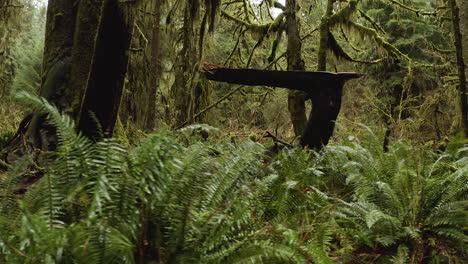 Hoh-Rainforest,-Mossy-Tree-Trunks-Ferns-and-Lush-Vegetation-At-Olympic-National-Park-USA,-Sideways-View