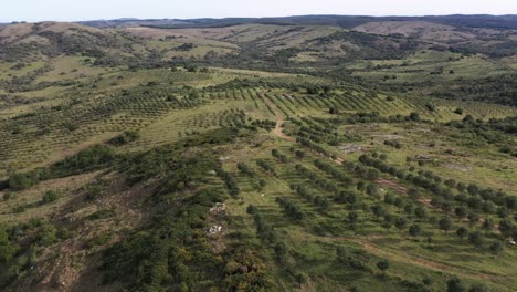 Luftaufnahme-Einer-Landwirtschaftlichen-Farm-Mit-Olivenbäumen-In-Südamerika-Per-Drohne