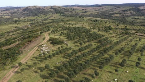 Drone-Volando-Sobre-Una-Granja-Agrícola-De-Olivos-En-América-Del-Sur