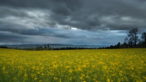 Goldenes-Rapsfeld-Weht-Im-Wind,-Während-Sich-Gewitterwolken-Zusammenziehen-Und-Am-Himmel-Rollen