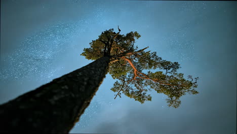 Cielo-Nocturno-Estrellado,-Nubes-Y-Estrellas-Se-Precipitan-Sobre-Un-Pino-Solitario-Bajo-La-Vía-Láctea