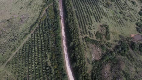 Top-Drohnenaufnahme-Einer-Unbefestigten-Straße-Zwischen-Olivenbäumen-Und-Einem-Landwirtschaftlichen-Betrieb-In-Südamerika