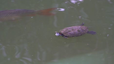 Eine-Wilde-Rotwangen-Schmuckschildkröte,-Rrachemys-Scripta-Elegans,-Wurde-Beim-Schwimmen-Im-Süßwasserteich-Im-Stadtpark-Gesichtet,-Nahaufnahme