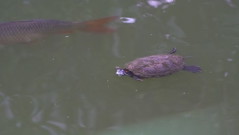 A-wild-red-eared-slider-turtle,-rrachemys-scripta-elegans-spotted-swimming-in-the-freshwater-pond-in-the-urban-park,-close-up-shot