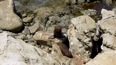 Kleine-Gruppe-Von-Robben,-Die-Sich-Am-Felsigen-Strand-In-Der-Kaikoura-Kolonie-In-Neuseeland-Bewegen