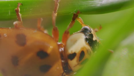 Asiatischer-Marienkäfer-Harmonia-Axyridis-Hängt-Kopfüber-Unter-Dem-Pflanzenstamm,-Makro