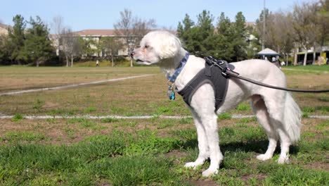 Kleiner-Weißer-Malteser-Hund-Steht-Auf-Der-Grünen-Wiese-Im-Park