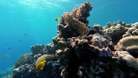Goldfische-Und-Korallenriffe-Im-Roten-Meer,-Dahab,-Sinai-Halbinsel,-Ägypten---Unterwasseraufnahme