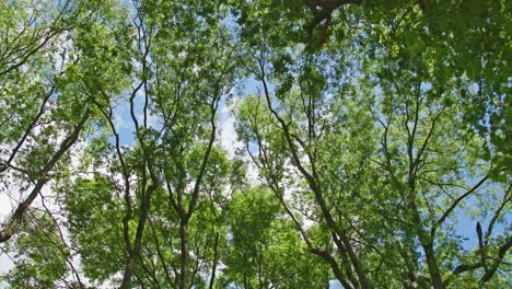 Crowns-of-trees-with-green-leaves-in-deciduous-forest,-blue-sky-above