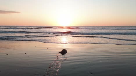 Tortuga-Marina-Frente-Al-Atardecer