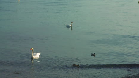 Cisnes-Y-Patos-En-El-Lago