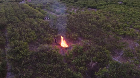 Fire-at-lemon-tree-agriculture-field