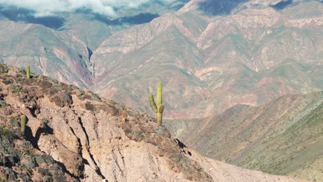 Hermosos-Cactus-En-La-Cima-De-Una-Imponente-Montaña.