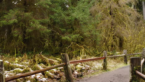 POV-Entlang-Eines-Durch-Einen-Holzzaun-Begrenzten-Waldweges-Im-Hoh-Regenwald,-Olympic-Nationalpark,-USA