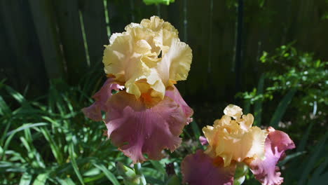 Closeup-view-of-pink-and-peach-colored,-Iris-barbatula-flower-in-bloom