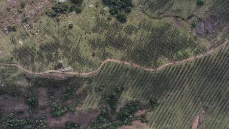 Top-Drohnenaufnahme-Einer-Olivenbaumfarm-In-Südamerika