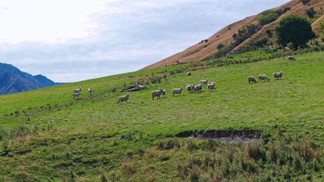 Flock-of-sheep-graze-on-picture-perfect-green-hillside-on-sunny-day