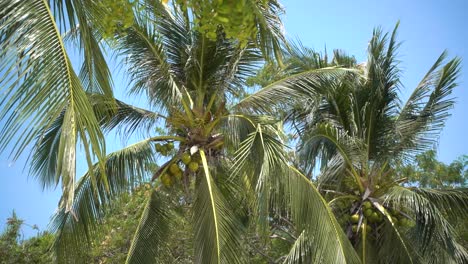 Slow-motion-cinematic-view-of-palm-trees-softly-waving-in-sky