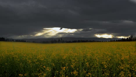 Sun-light-pierces-thick-storm-clouds-as-rapeseed-blossoms-sway-in-breeze