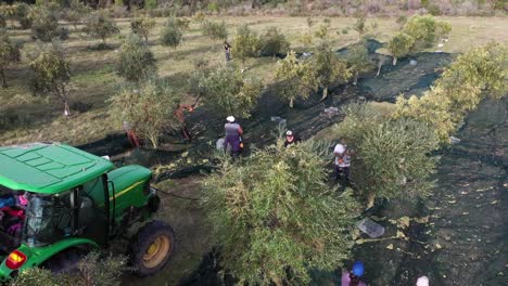 Farmers-picking-freshly-harvested-ripe-olives-in-an-olive-plantation