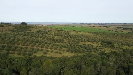 Drone-Volando-Bajo-Sobre-Una-Granja-Agrícola-De-Olivos-En-América-Del-Sur