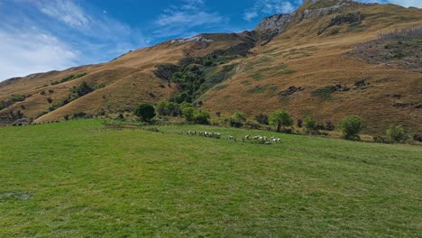 Panoramic-orbit-around-flock-of-sheep-grazing-on-hillside-in-New-Zealand