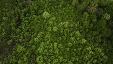 Grüne-Waldbäume-Im-Frühling-In-Der-Nähe-Des-Wolf-River-In-Collierville,-Tennessee