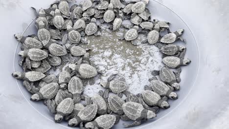 Olive-ridley-sea-turtle-babies-inside-a-bucket-before-being-released-into-the-wild-on-Playa-Termales-beach-on-the-Pacific-Coast-in-the-Chocó-department-in-Colombia