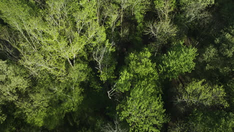 Exuberante-Follaje-Verde-De-árboles-En-El-Río-Wolf-Cerca-De-Collierville-En-Tennessee,-Estados-Unidos.