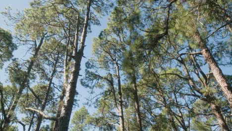 Pine-trees-in-Corona-Forestal-Natural-Park-on-Tenerife,-Canary-Islands-in-spring
