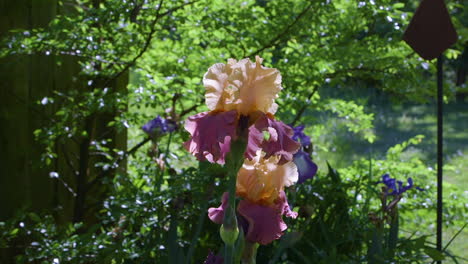 La-Flor-Iris-Barbatula-De-Color-Melocotón-Y-Rosa-Florece-Cerca-De-Una-Valla-De-Madera-En-Un-Jardín-Trasero-Durante-Una-Tarde-Soleada-Y-Brillante-De-Primavera