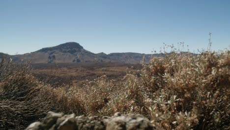 Dry-desert-plants-in-volcanic-landscape-Crater-bellow-Pico-del-Teide-on-Tenerife,-Canary-Islands