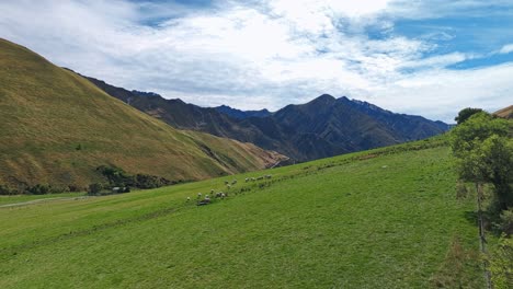 Flock-of-sheep-gather-on-green-grassy-hillside-to-graze,-New-Zealand