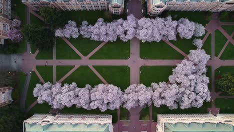 Birds-eye-drone-shot-above-blossoming-cherry-trees-at-the-University-of-Washington