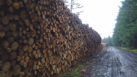 Conduciendo-Por-Muchos-Troncos-Cortados-En-El-Bosque