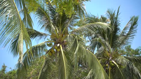 Close-up-of-palm-tree-with-coconuts-against-blue-sky