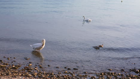 Cisnes-Y-Patos-En-El-Lago-Cerca-De-La-Costa