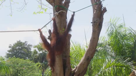 Rücken-Eines-Orang-Utans,-Der-Im-Zoo-An-Einem-Seil-Hängt,-Statische-Aufnahme