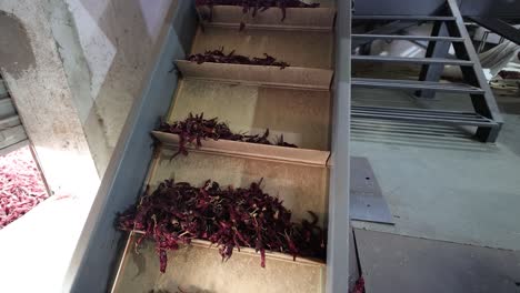 pov-shot-Chilies-moving-upwards-towards-the-machine-with-the-help-of-a-conveyor-line