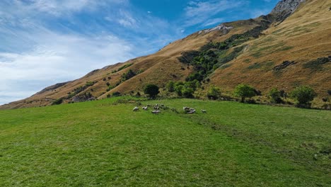 Drone-orbits-around-flock-of-sheep-gathered-at-base-of-mountain-in-Otago-New-Zealand