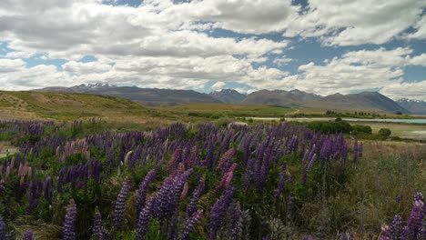 Feld-Mit-Violetten-Lupinenblüten,-Die-Im-Wind-Wiegen,-Mit-Bergigem-Hintergrund