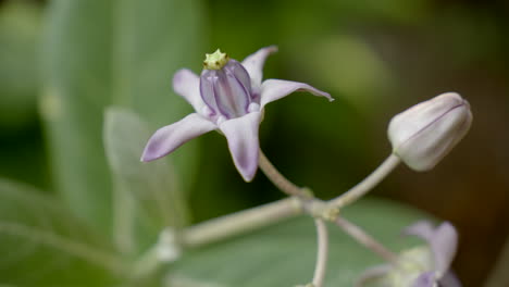 Nahaufnahme-Einer-Lila-Krone-Blume-Pflanze