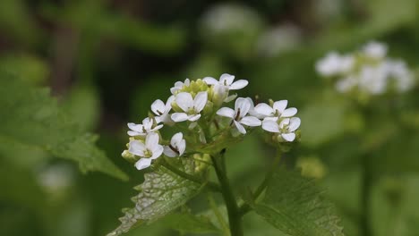 Mostaza-De-Ajo,-Alliaria-Petiolata,-En-Flor.-Primavera-Reino-Unido