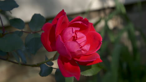 Close-view-of-a-red-rose-growing-on-a-vine,-but-only-partially-opened