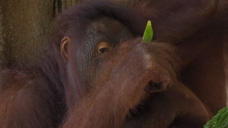 Primer-Plano-De-La-Cara-De-Un-Orangután-Escupiendo-Semillas-De-Sandía-Mientras-Come