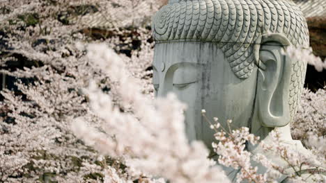 Estatua-Gigante-De-Buda-Rodeada-De-Flores-De-Cerezo-En-El-Templo-Tsubosaka-dera-En-Takatori,-Japón
